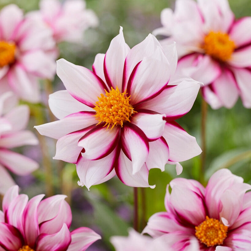 Dahlia Special Edge of Joy 1-pakke